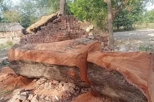 वन माफियाओं ने हरा भरा महुआ का विशालकाय वृक्ष किया धराशाई 